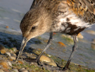 alpenstrandläufer