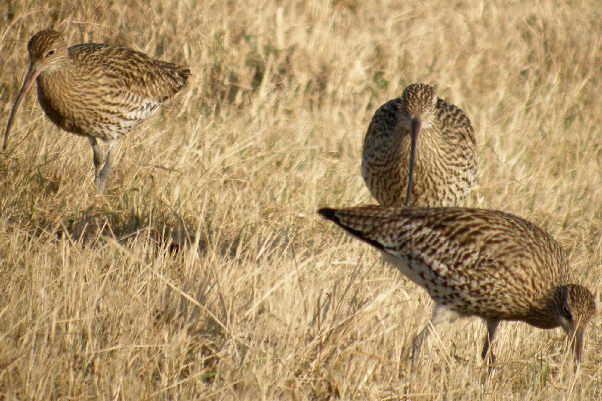 Gr.Brachvogel