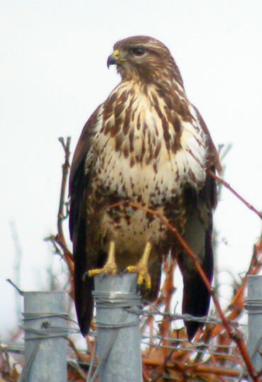 Mäusebussard