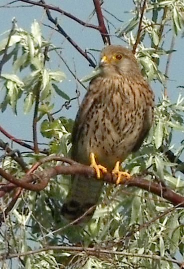 Mäusebussard