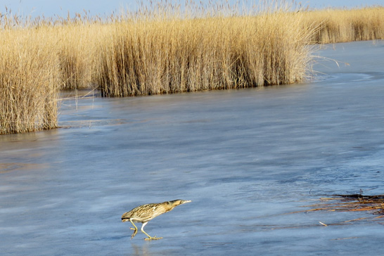 Rohrdommel