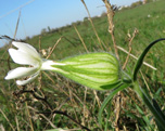 Taubenkropfkraut