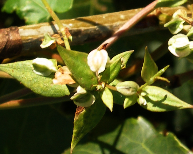 Windenknoeterich